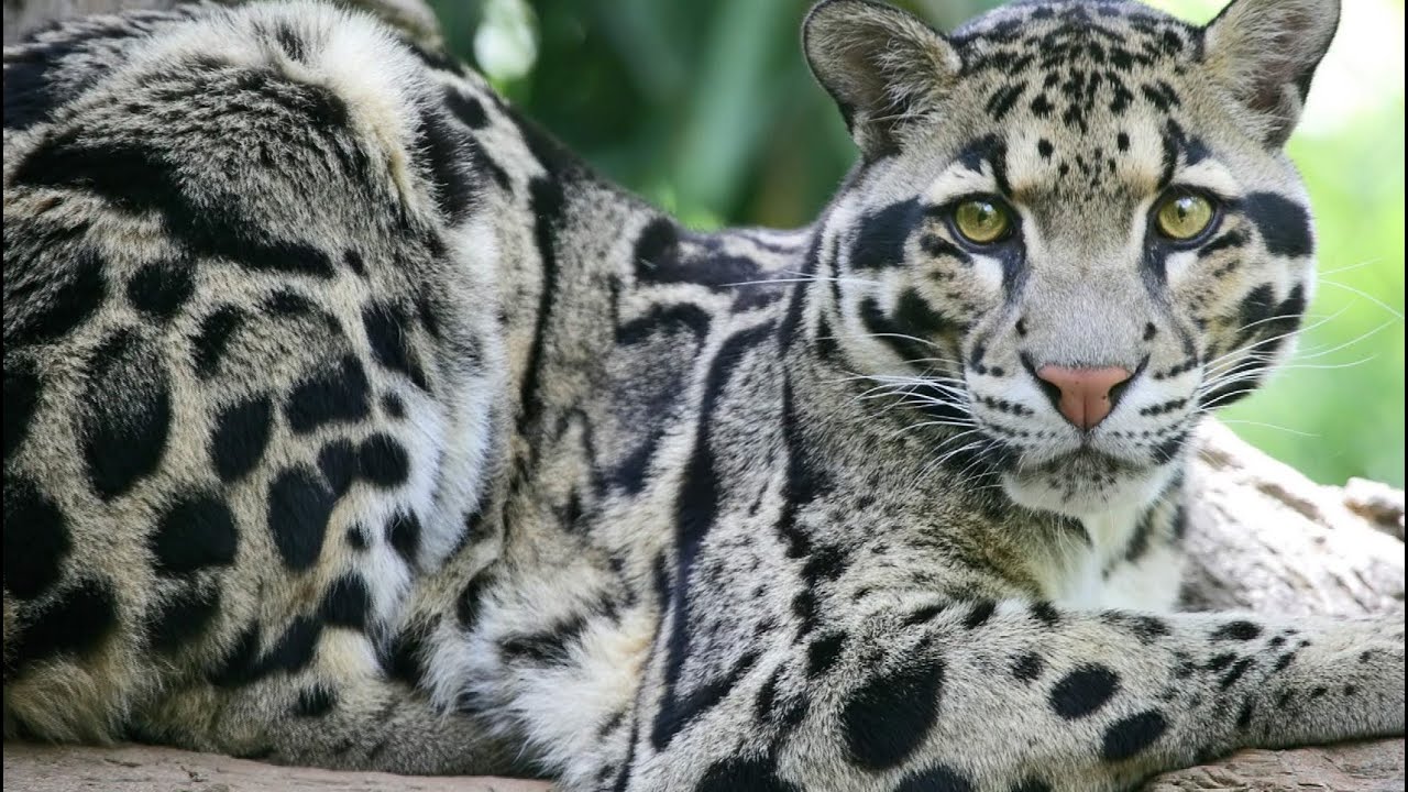 El leopardo nublado de Formosa