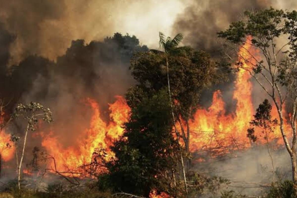 ¿Quién es responsable por los incendios en la Amazonía?